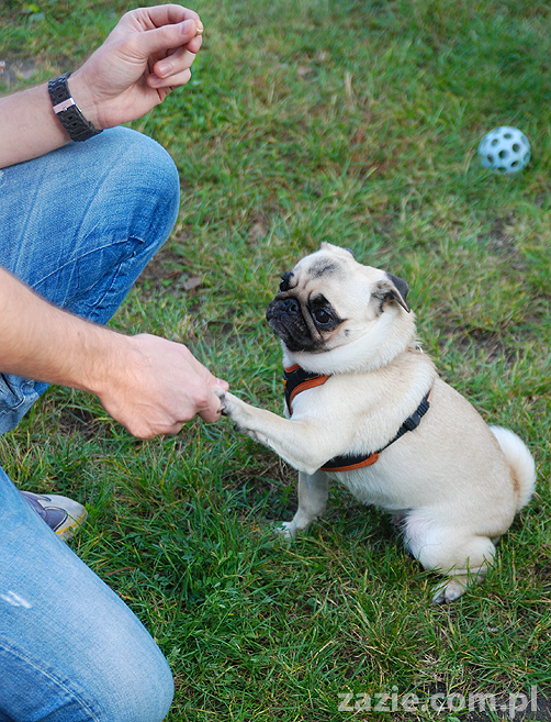 mops mopsy pugs Jesienne Warszawskie Spotkanie Mopsiarzy 2011 Forty Bema Miszur Kumok