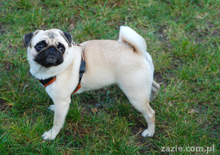 mops mopsy pugs Jesienne Warszawskie Spotkanie Mopsiarzy 2011 Forty Bema Miszur Kumok