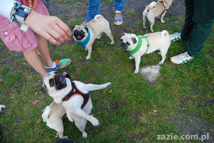mops mopsy pugs Jesienne Warszawskie Spotkanie Mopsiarzy 2011 Forty Bema Miszur Kumok