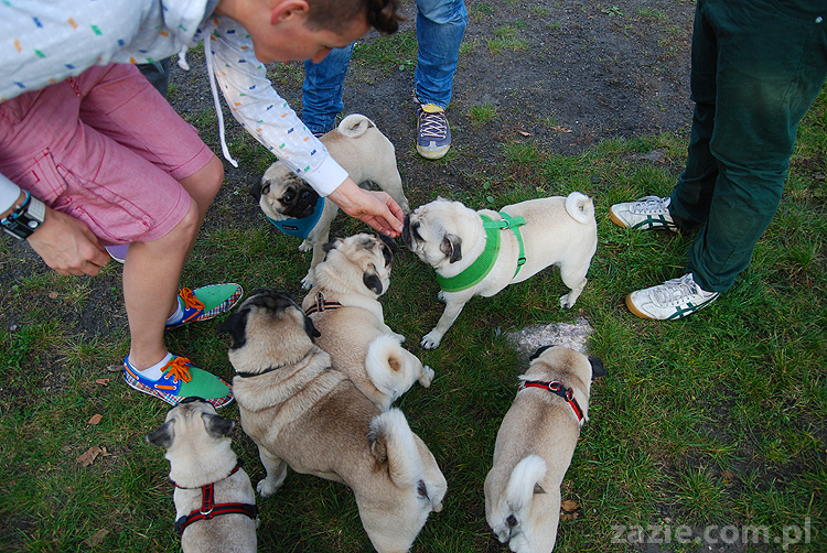 mops mopsy pugs Jesienne Warszawskie Spotkanie Mopsiarzy 2011 Forty Bema Miszur Kumok