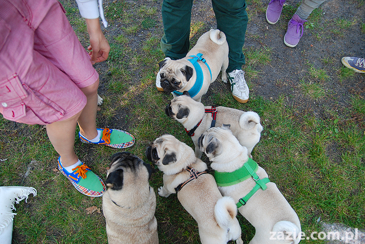 mops mopsy pugs Jesienne Warszawskie Spotkanie Mopsiarzy 2011 Forty Bema Miszur Kumok