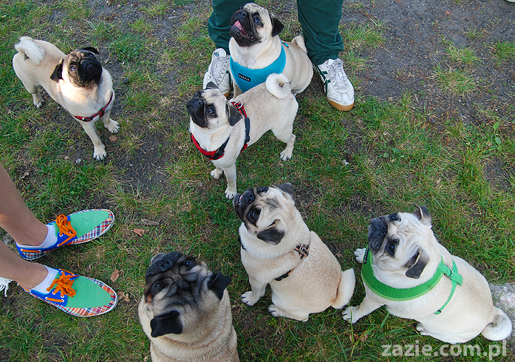 mops mopsy pugs Jesienne Warszawskie Spotkanie Mopsiarzy 2011 Forty Bema Miszur Kumok