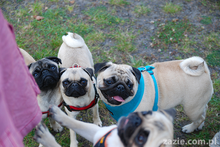 mops mopsy pugs Jesienne Warszawskie Spotkanie Mopsiarzy 2011 Forty Bema Miszur Kumok