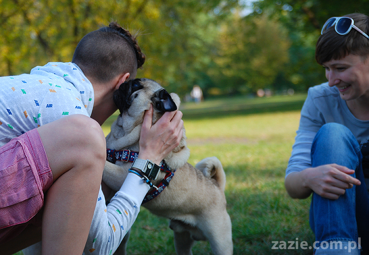 mops mopsy pugs Jesienne Warszawskie Spotkanie Mopsiarzy 2011 Forty Bema Miszur Kumok