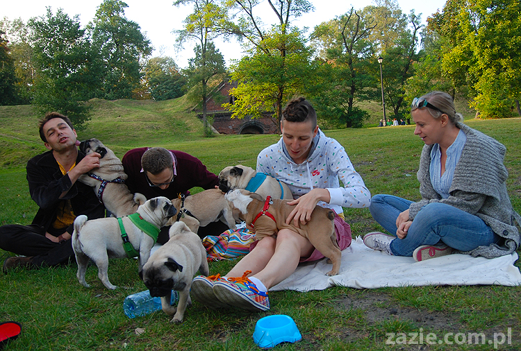 mops mopsy pugs Jesienne Warszawskie Spotkanie Mopsiarzy 2011 Forty Bema Miszur Kumok