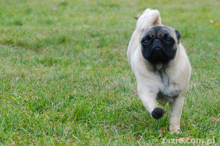 mops mopsy pugs Jesienne Warszawskie Spotkanie Mopsiarzy 2011 Forty Bema Miszur Kumok