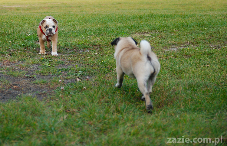 mops mopsy pugs Jesienne Warszawskie Spotkanie Mopsiarzy 2011 Forty Bema Miszur Kumok