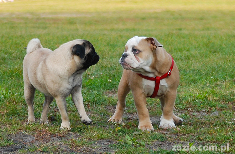 mops mopsy pugs Jesienne Warszawskie Spotkanie Mopsiarzy 2011 Forty Bema Miszur Kumok