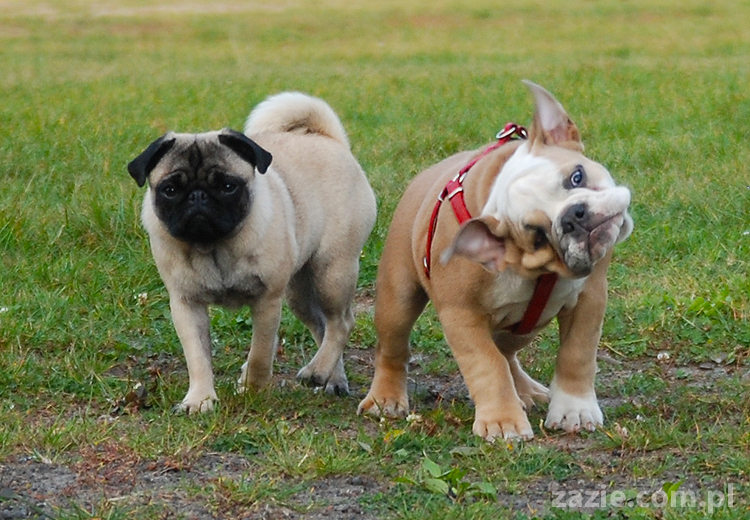 mops mopsy pugs Jesienne Warszawskie Spotkanie Mopsiarzy 2011 Forty Bema Miszur Kumok