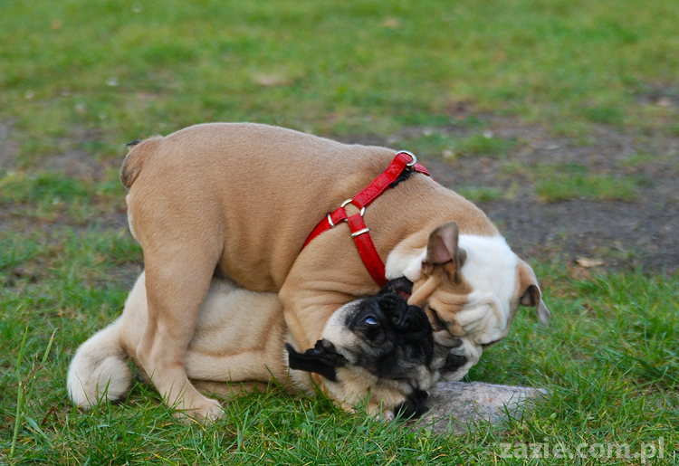 mops mopsy pugs Jesienne Warszawskie Spotkanie Mopsiarzy 2011 Forty Bema Miszur Kumok