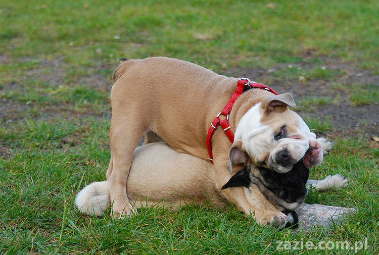 mops mopsy pugs Jesienne Warszawskie Spotkanie Mopsiarzy 2011 Forty Bema Miszur Kumok