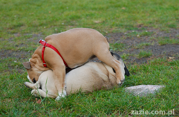 mops mopsy pugs Jesienne Warszawskie Spotkanie Mopsiarzy 2011 Forty Bema Miszur Kumok