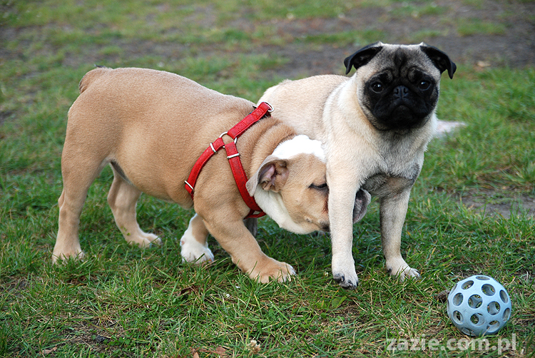 mops mopsy pugs Jesienne Warszawskie Spotkanie Mopsiarzy 2011 Forty Bema Miszur Kumok