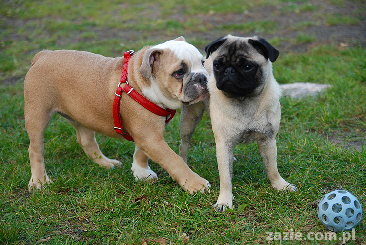 mops mopsy pugs Jesienne Warszawskie Spotkanie Mopsiarzy 2011 Forty Bema Miszur Kumok