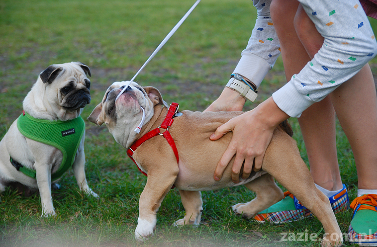 mops mopsy pugs Jesienne Warszawskie Spotkanie Mopsiarzy 2011 Forty Bema Miszur Kumok