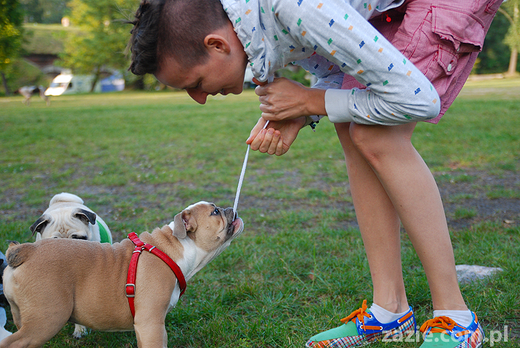 mops mopsy pugs Jesienne Warszawskie Spotkanie Mopsiarzy 2011 Forty Bema Miszur Kumok