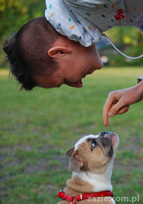 mops mopsy pugs Jesienne Warszawskie Spotkanie Mopsiarzy 2011 Forty Bema Miszur Kumok