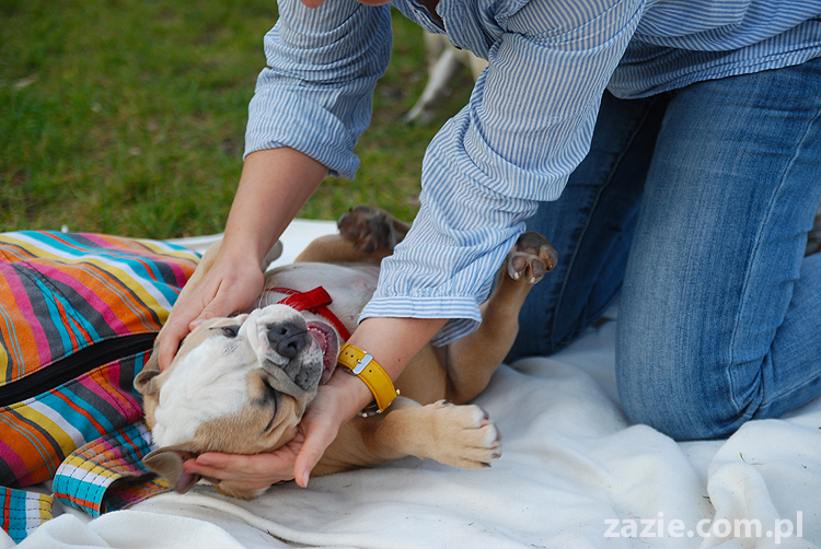 mops mopsy pugs Jesienne Warszawskie Spotkanie Mopsiarzy 2011 Forty Bema Miszur Kumok