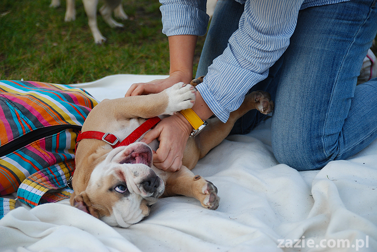 mops mopsy pugs Jesienne Warszawskie Spotkanie Mopsiarzy 2011 Forty Bema Miszur Kumok