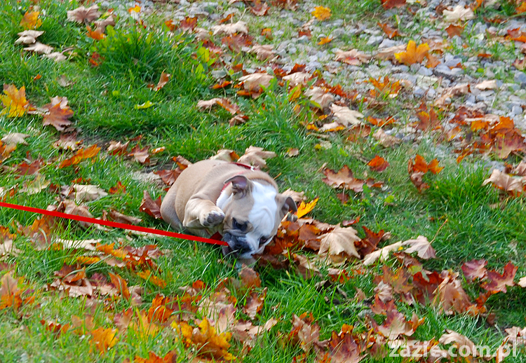 mops mopsy pugs Jesienne Warszawskie Spotkanie Mopsiarzy 2011 Forty Bema Miszur Kumok