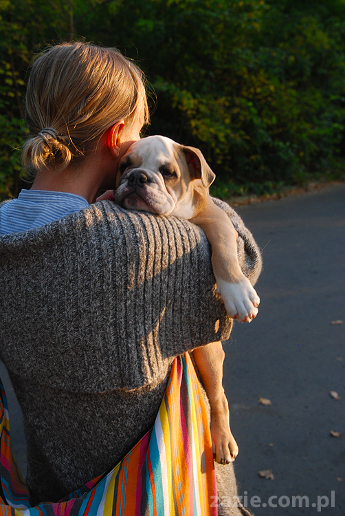 mops mopsy pugs Jesienne Warszawskie Spotkanie Mopsiarzy 2011 Forty Bema Miszur Kumok