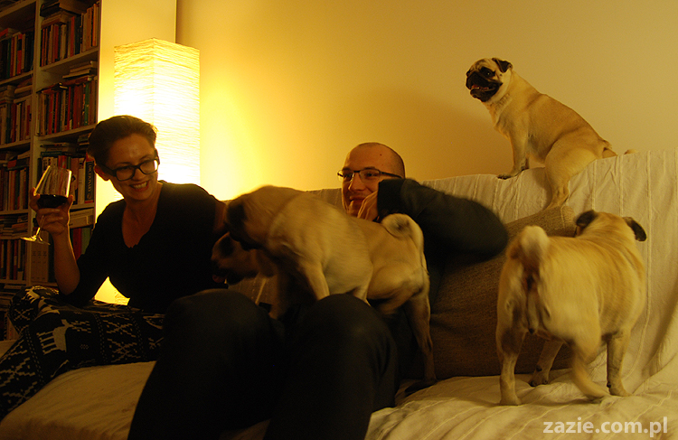 mops mopsy Kumok Miszur Bułka Pajda Kromka Czacha Czachowski Hektor 