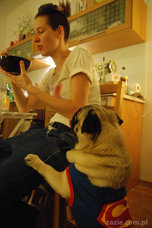 mops mopsy Kumok Miszur Bułka Pajda Kromka Czacha Czachowski Hektor 