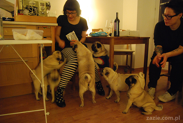 mops mopsy Kumok Miszur Bułka Pajda Kromka Czacha Czachowski Hektor 