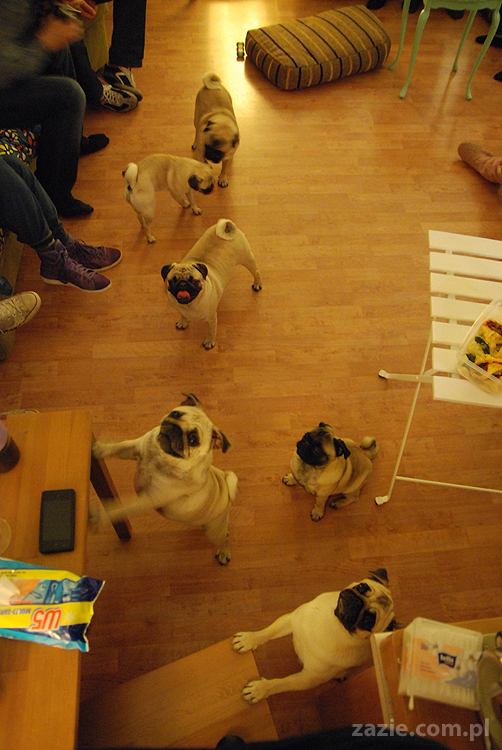 mops mopsy Kumok Miszur Bułka Pajda Kromka Czacha Czachowski Hektor 