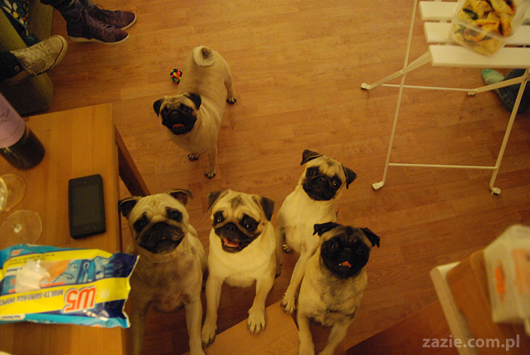 mops mopsy Kumok Miszur Bułka Pajda Kromka Czacha Czachowski Hektor 