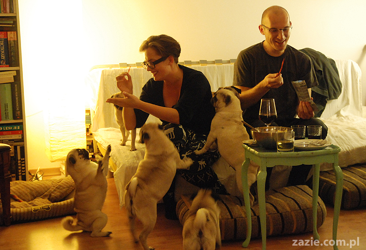 mops mopsy Kumok Miszur Bułka Pajda Kromka Czacha Czachowski Hektor 