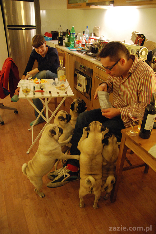 mops mopsy Kumok Miszur Bułka Pajda Kromka Czacha Czachowski Hektor 