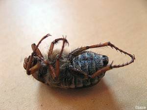 historia chitynowego pancerza.