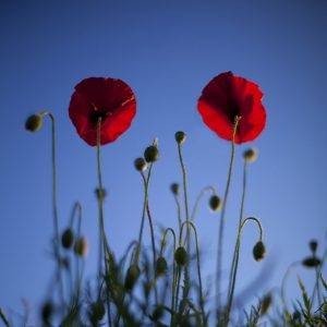 cukier w normie z ekstrabonusem.