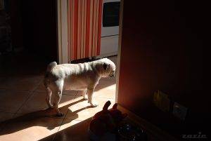 little miss sunshine