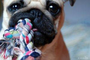 studium chsa. bezogonka.