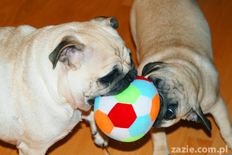 Kumok i Miszur mopsy bawią się piłką pugs at play