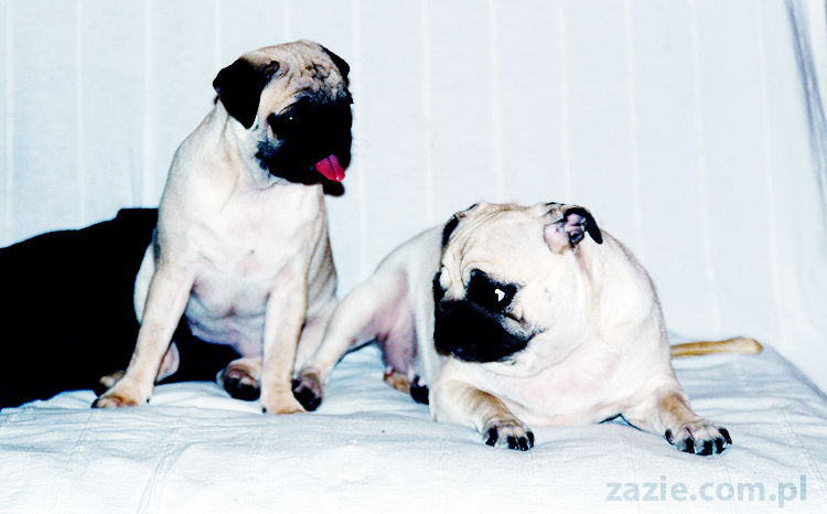 Kumok i Miszur zabawy mopsów pugs at play on the sofa
