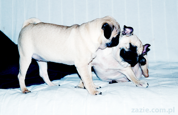 Kumok i Miszur zabawy mopsów pugs at play on the sofa