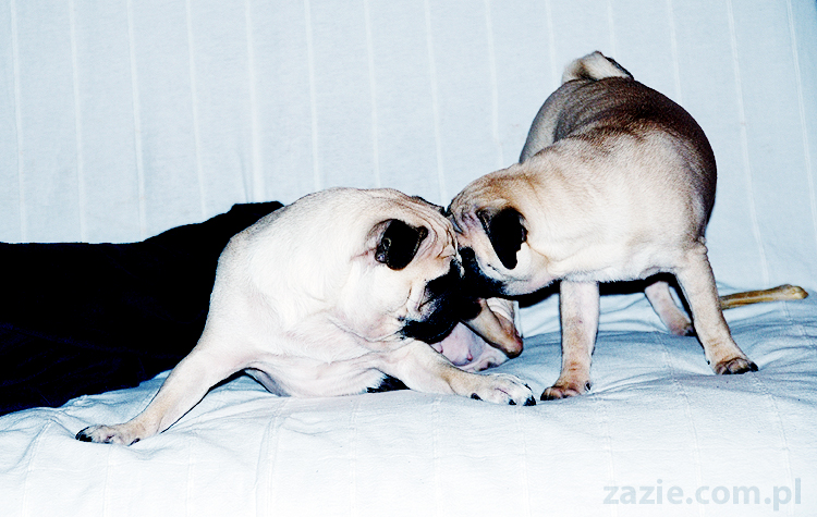 Kumok i Miszur zabawy mopsów pugs at play on the sofa