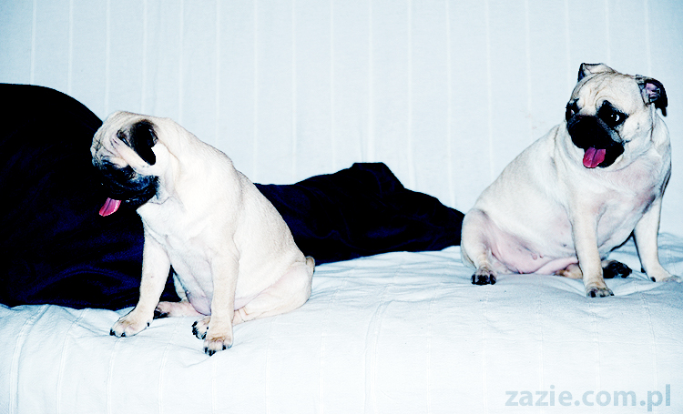 Kumok i Miszur zabawy mopsów pugs at play on the sofa