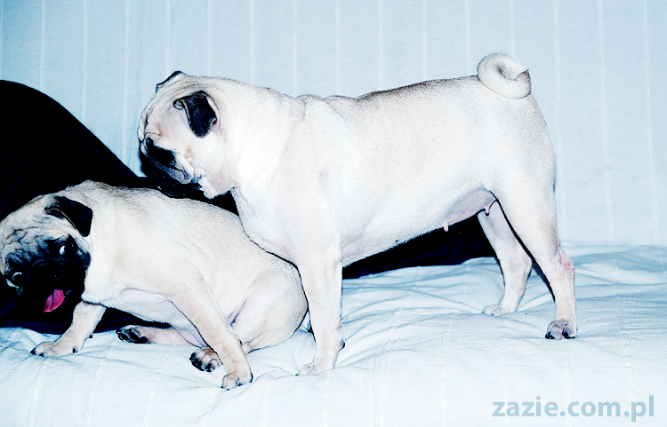 Kumok i Miszur zabawy mopsów pugs at play on the sofa