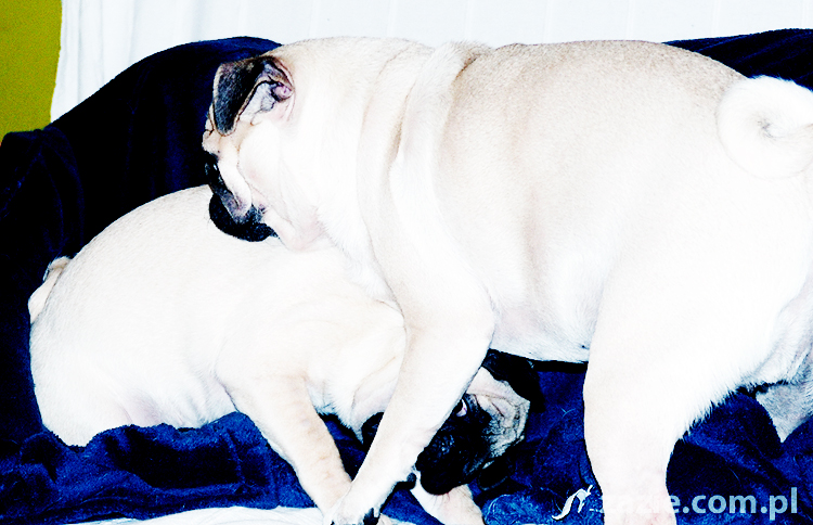 Kumok i Miszur zabawy mopsów pugs at play on the sofa