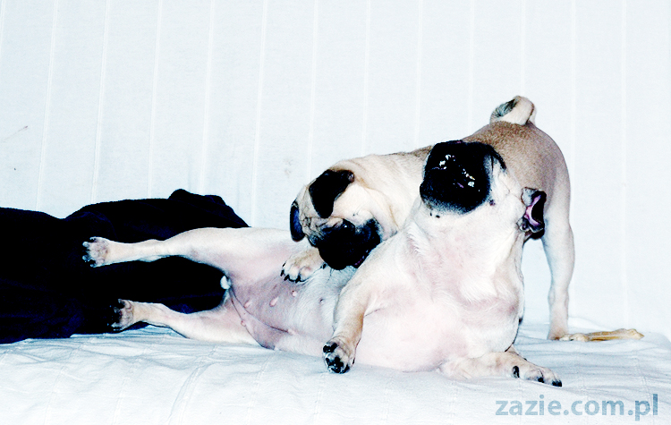 Kumok i Miszur zabawy mopsów pugs at play on the sofa