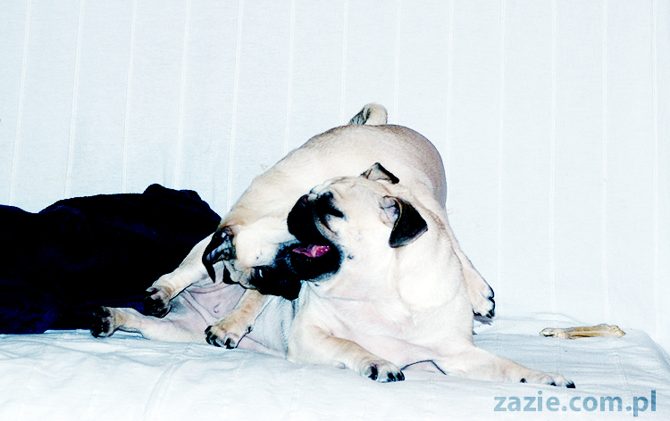 Kumok i Miszur zabawy mopsów pugs at play on the sofa