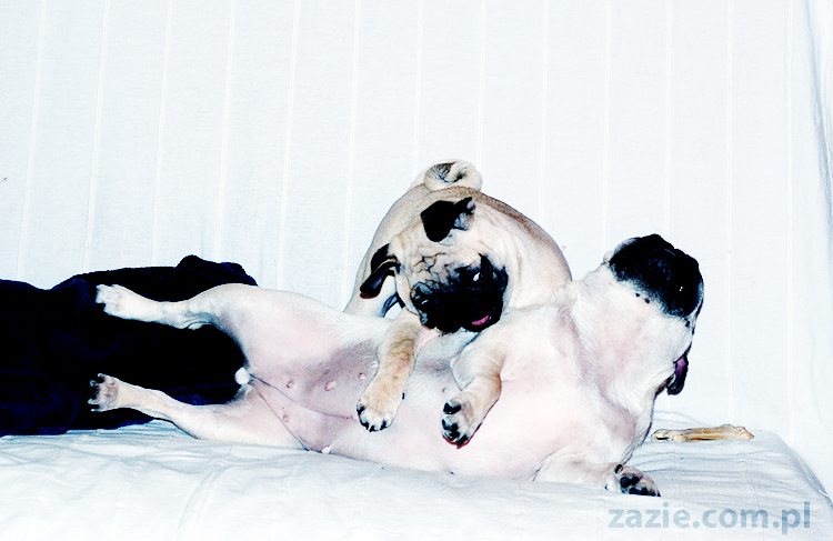 Kumok i Miszur zabawy mopsów pugs at play on the sofa