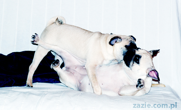 Kumok i Miszur zabawy mopsów pugs at play on the sofa