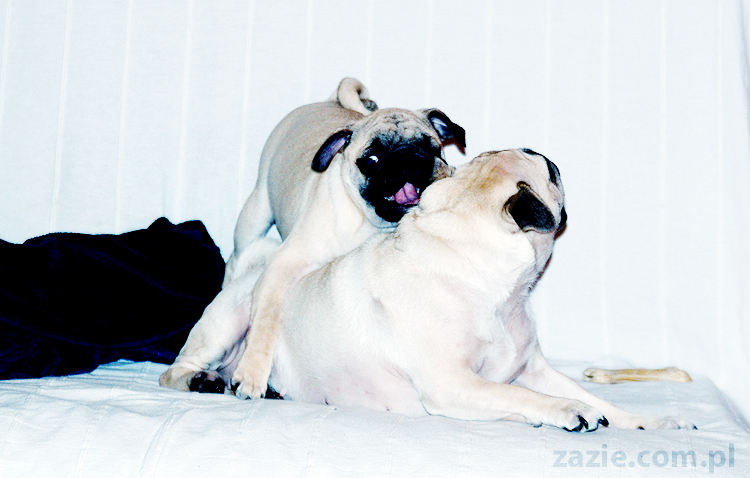 Kumok i Miszur zabawy mopsów pugs at play on the sofa