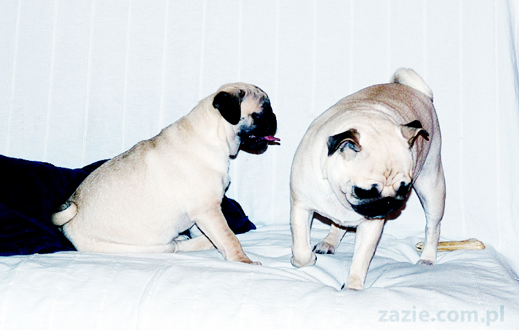 Kumok i Miszur zabawy mopsów pugs at play on the sofa