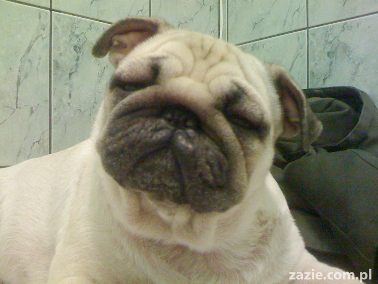 Kumok po wstrząsie anafilaktycznym